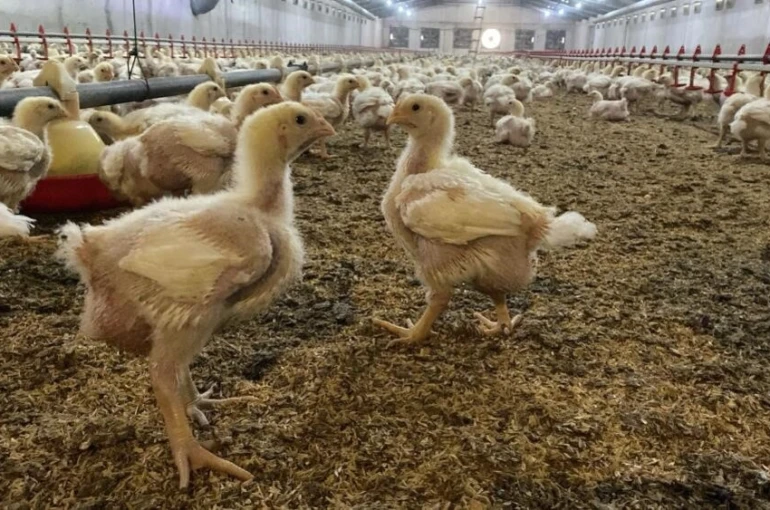 Söke’de üreticilere Kuş Gribi riski uyarısı