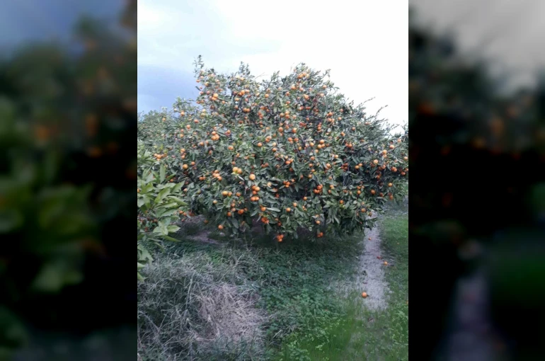 Söke’de zararlı popülasyonunda artış görüldü