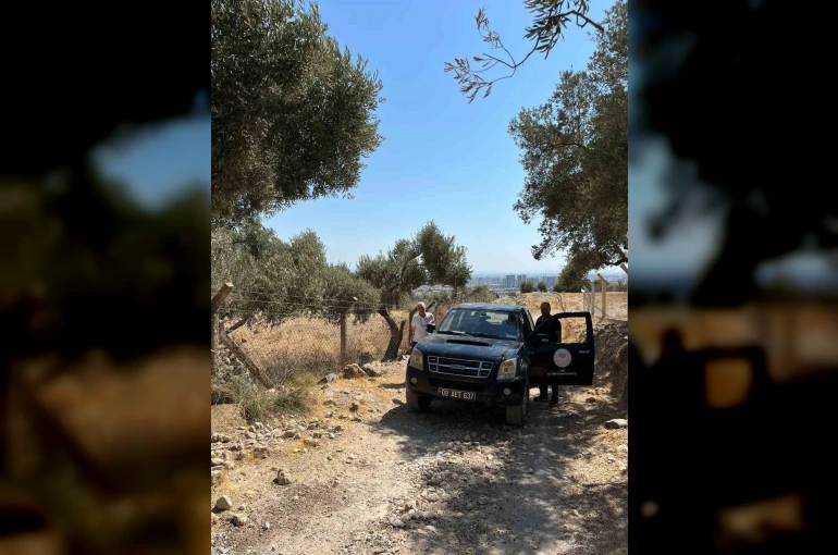 Söke’de zeytin rekolte tahmin çalışmaları başladı