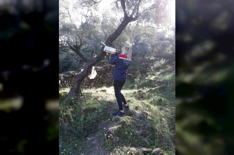 Söke’de zeytin sineği mücadelesi devam ediyor