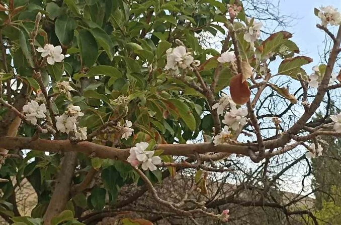 Sonbaharda çiçek açan ağaç görenleri hayrete düşürdü