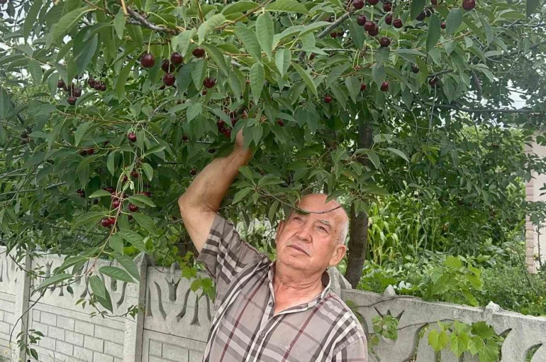Stokların azlığı ve yüksek aroma tercihi Sultandağı vişnesini değerli yaptı