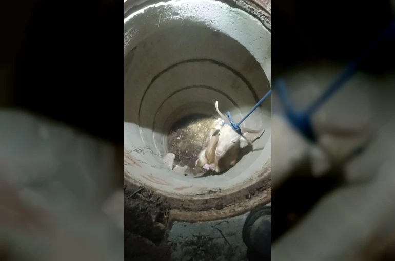 Su kuyusunda mahsur kalan keçiyi itfaiye kurtardı