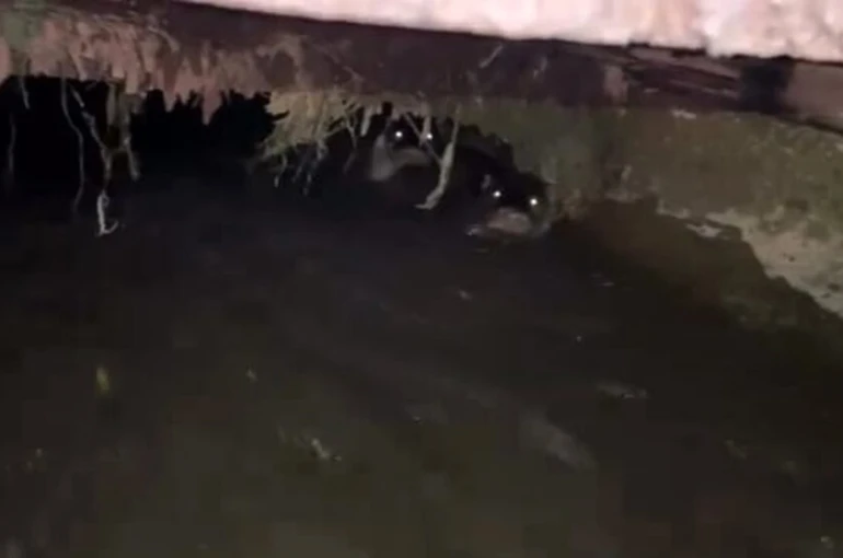 Su samurları sulama kanalında görüntülendi