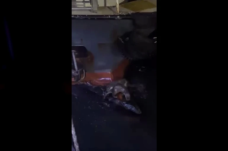 Su samurlarının balık keyfi kamerada