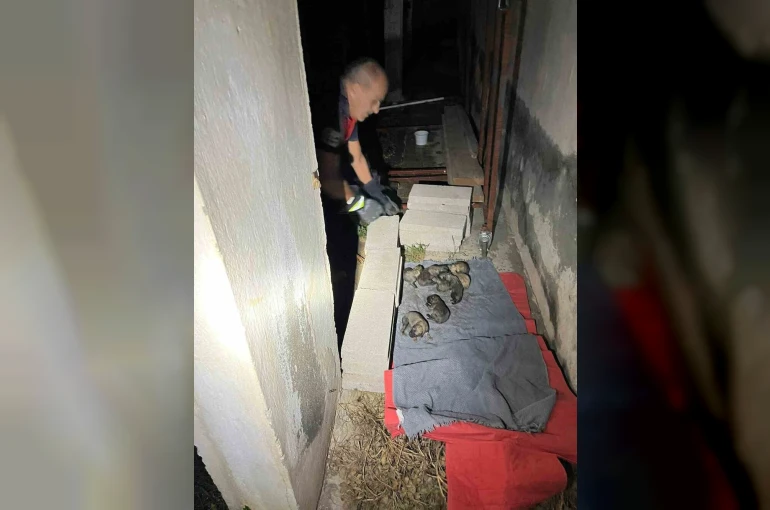 Sulama kanalına düşen anne köpek ve yavrularını itfaiye ekipleri kurtardı 