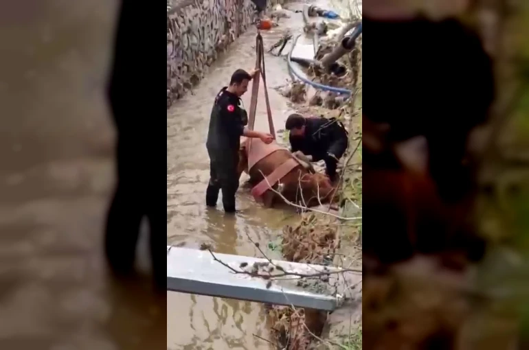 Sulama kanalına düşen ineği itfaiye kurtardı