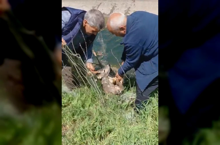 Sulama kanalına düşen karacayı vatandaşlar kurtardı