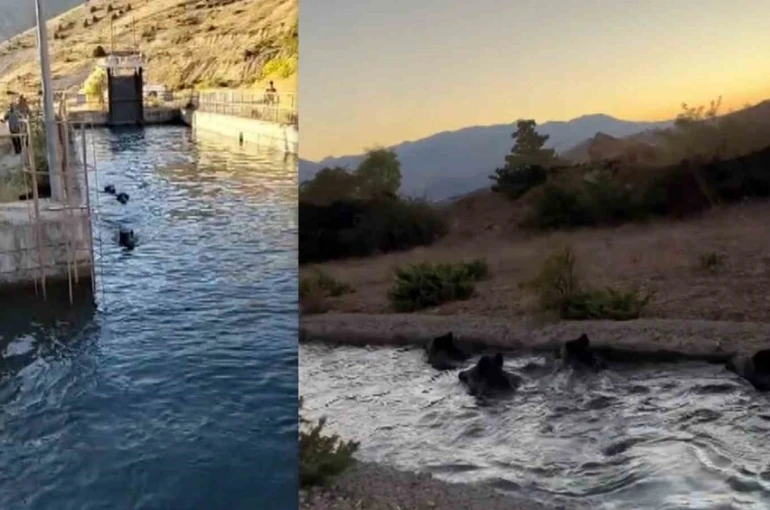 Sulama kanalında akıntıya kapılan domuz sürüsü ilginç görüntü oluşturdu
