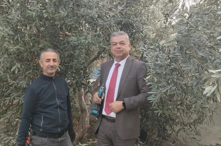 Sultanhisar’da zeytin budama kursu başladı