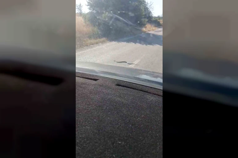 Sürücü ve yolcuların yol üstündeki yılanla ilginç anları cep telefonu kamerasına yansıdı