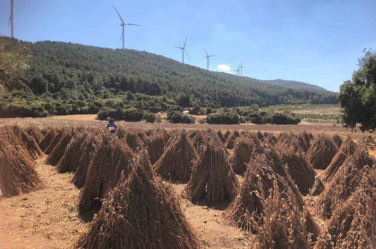 Susamda hasat zamanı yaklaşıyor