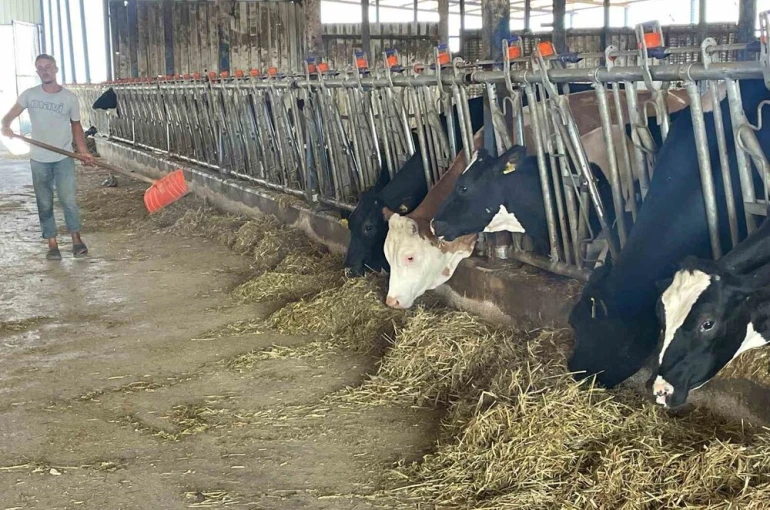 Süt üreticilerinden ’yem dayatması’na tepki