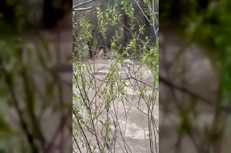 Suya kapılan büyükbaş hayvan telef oldu 