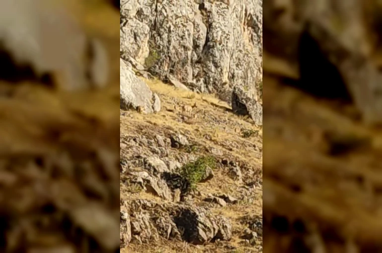 Tarihi Harput Mahallesi’nde dağ keçileri görüldü