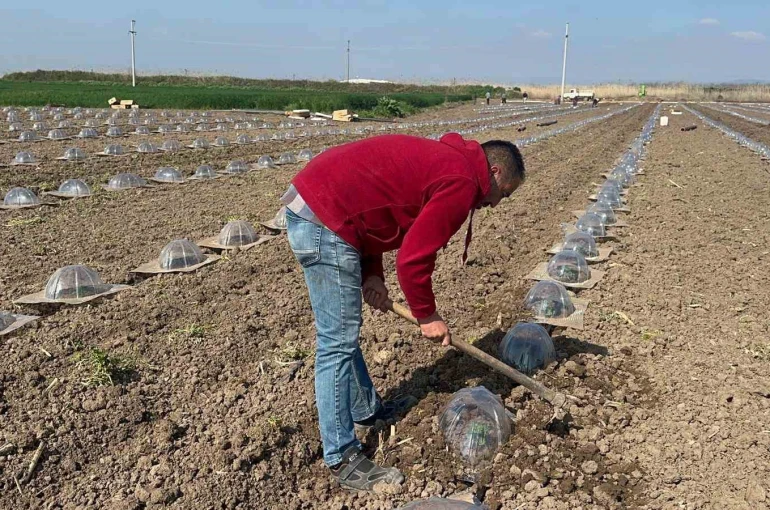 Tarım işçilerini ve çiftçileri en çok turfanda karpuz dikimi zorluyor
