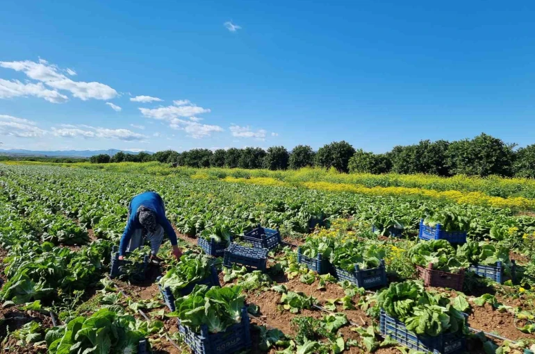 Tarım üretici fiyatlarında aylık düşüş, yıllık yükseliş