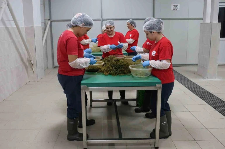 Tarımsal Ürün Fabrikası ile kadınlar üretiyor Efeler kazanıyor