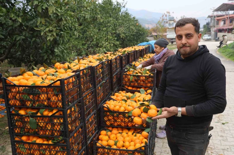 Tarla fiyatı 2 TL’ye kadar gerileyen mandalina üreticilerinden market fiyatlarına tepki