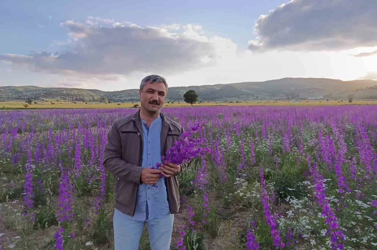 Tarlalar mora boyandı, çiçekler resim tablosunu andırdı
