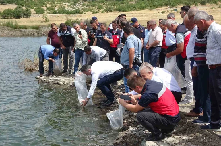 Tavşanlı göletlerine 123 bin yavru sazan bırakıldı