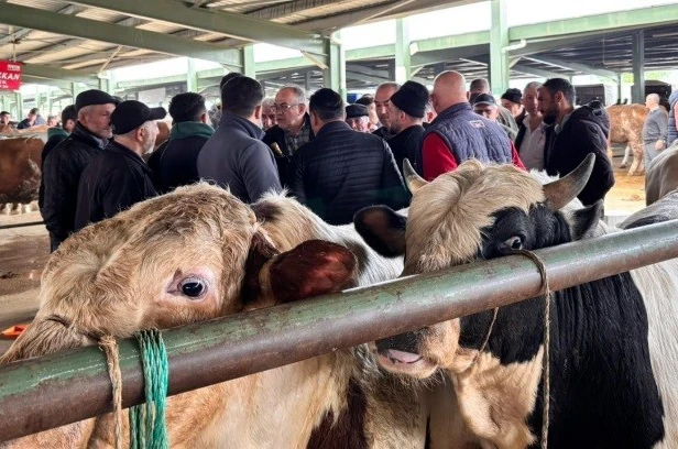 Tavşanlı hayvan pazarında kurbanlık hareketliliği