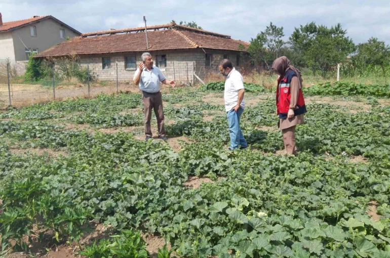 Tavşanlı’da tarım arazileri ve seralarda hastalık kontrolleri sürüyor