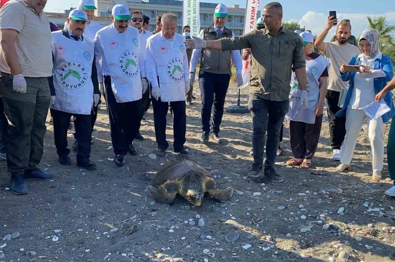 Tedavisi tamamlanan 3 deniz kaplumbağası yeniden denizle buluştu