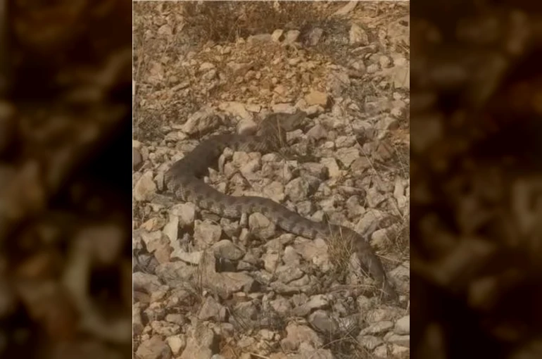 Tek ısırığı bir insanı öldürmeye yeten dev engerek yılanı görüntülendi