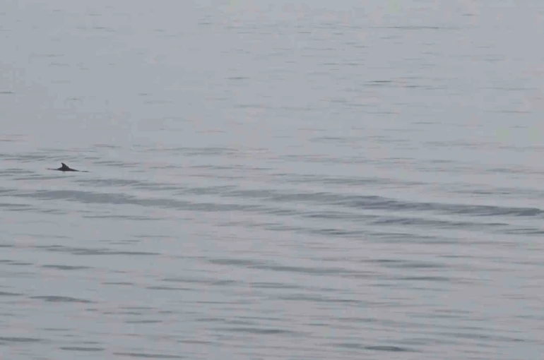 Tekirdağ açıklarında yunuslardan görsel şölen