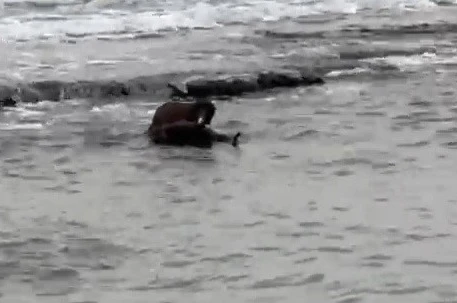 Tekirdağ kıyılarında su samuru görüntülendi