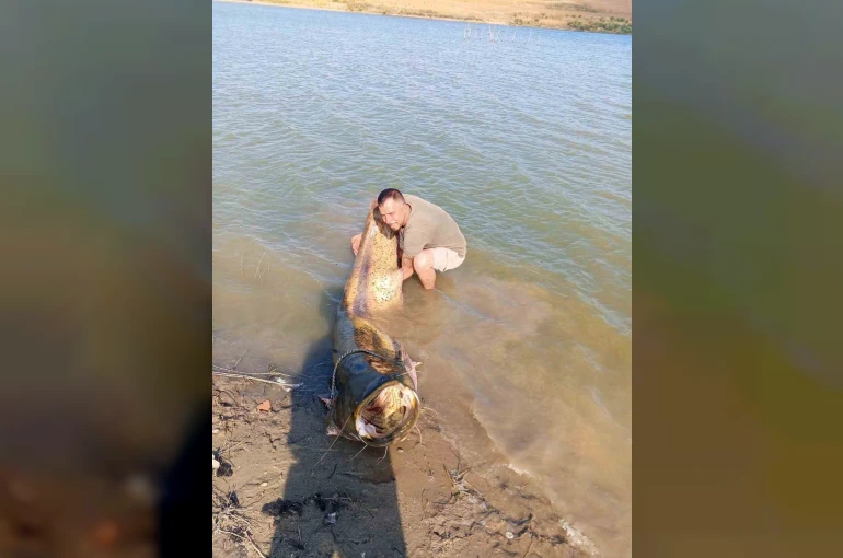 Tekirdağ’da 157 kiloluk yayın balığı yakalandı