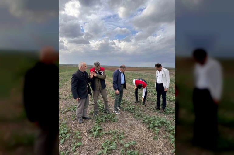 Tekirdağ’da anıza kanola ekimi