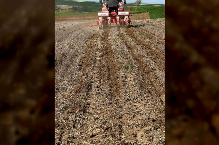 Tekirdağ’da ayçiçeği tohumları anıza ekim yöntemiyle toprakla buluştu