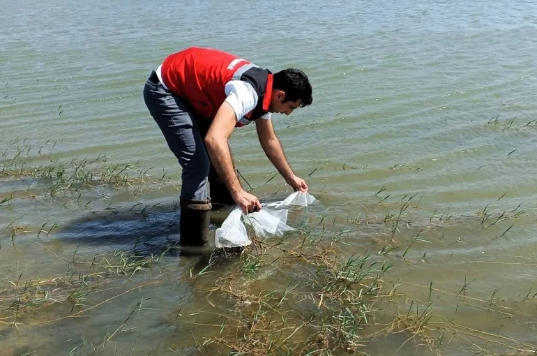 Tekirdağ’da göletlere 150 bin balık bırakıldı