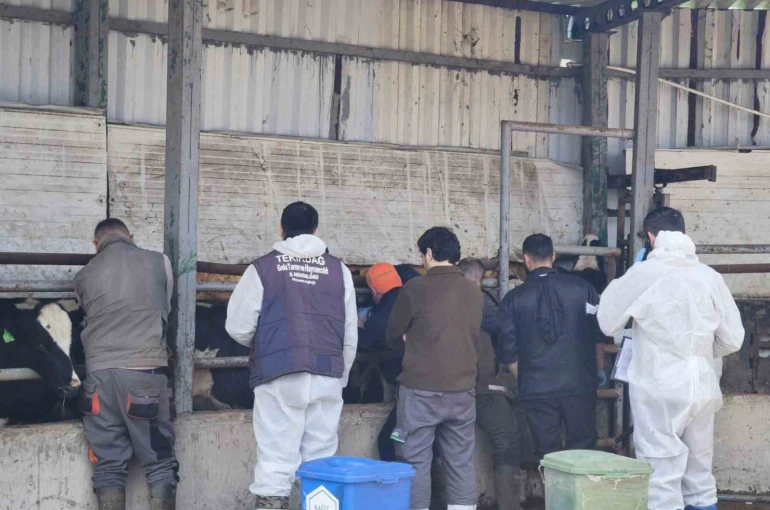 Tekirdağ’da ithal damızlık hayvanlar için sıkı sağlık denetimi