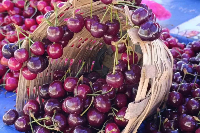 Tekirdağ’da kiraz fiyatları düşüşe geçti: 250 TL’den 150-100 TL bandına geriledi