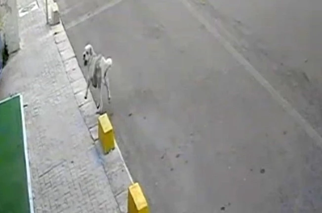 Tekirdağ’da mahallenin maskotu Yumak’a araba çarptı