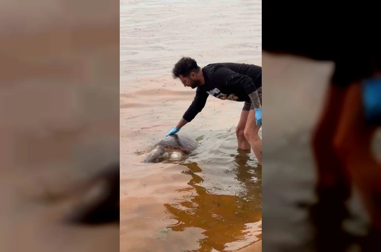 Tekirdağ’da ölü caretta caretta kıyıya vurdu