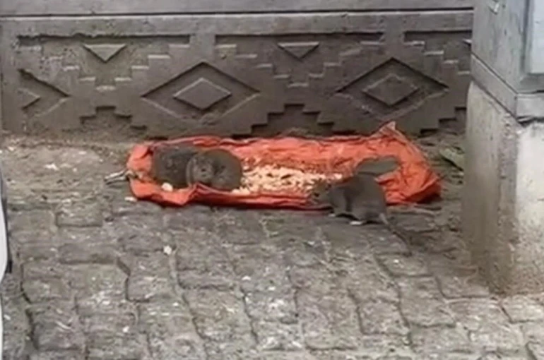 Tekirdağ’da vatandaşlar tedirgin: "Fareler sokakları bastı"