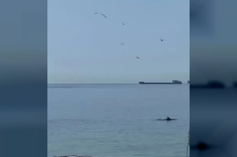 Tekirdağ’da yunuslar kıyıya yakın görüntülendi