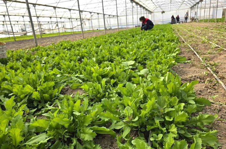 Tere ve roka üretilen seralardan denetim