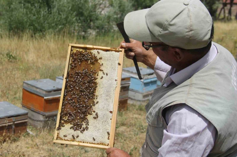 Tescilli Zara Balı sağımı başladı