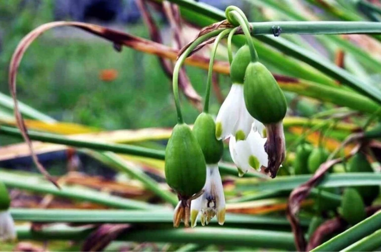 Tıbbi ve aromatik bitki üretiminden 1,2 milyon TL gelir