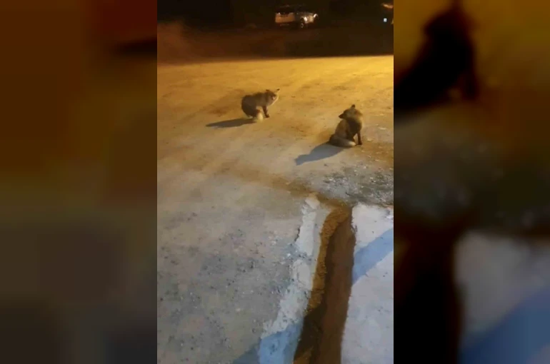 Tilkileri için yaylayı terk edip şehre gidemiyor