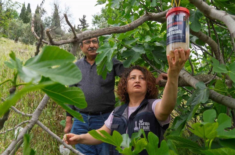 Tireli incir üreticisine ekşilik böceğine karşı tuzak dağıtıldı