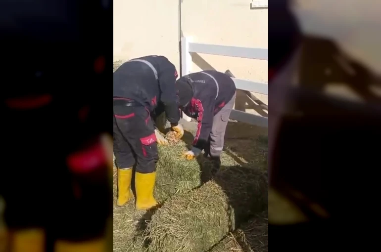 TJK Şanlıurfa Hara ve Aşım İstasyonu’nda skandal görüntüler