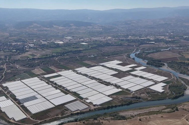 Tokat çiçekçilikte bölge lideri oldu; 600 dekarda 20 çeşit çiçek yetiştiriliyor