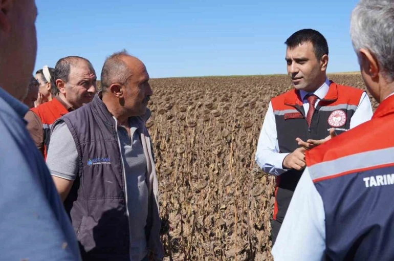 Tokat’ta 39 bin dekar alanda 19 tona yakın ayçiçeği tohumu ekildi