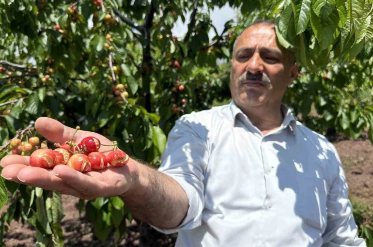 Tokat’ta aşırı yağışlar erkenci kirazı vurdu